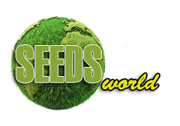 SeedsCannabis - Купить сортовые семена конопли